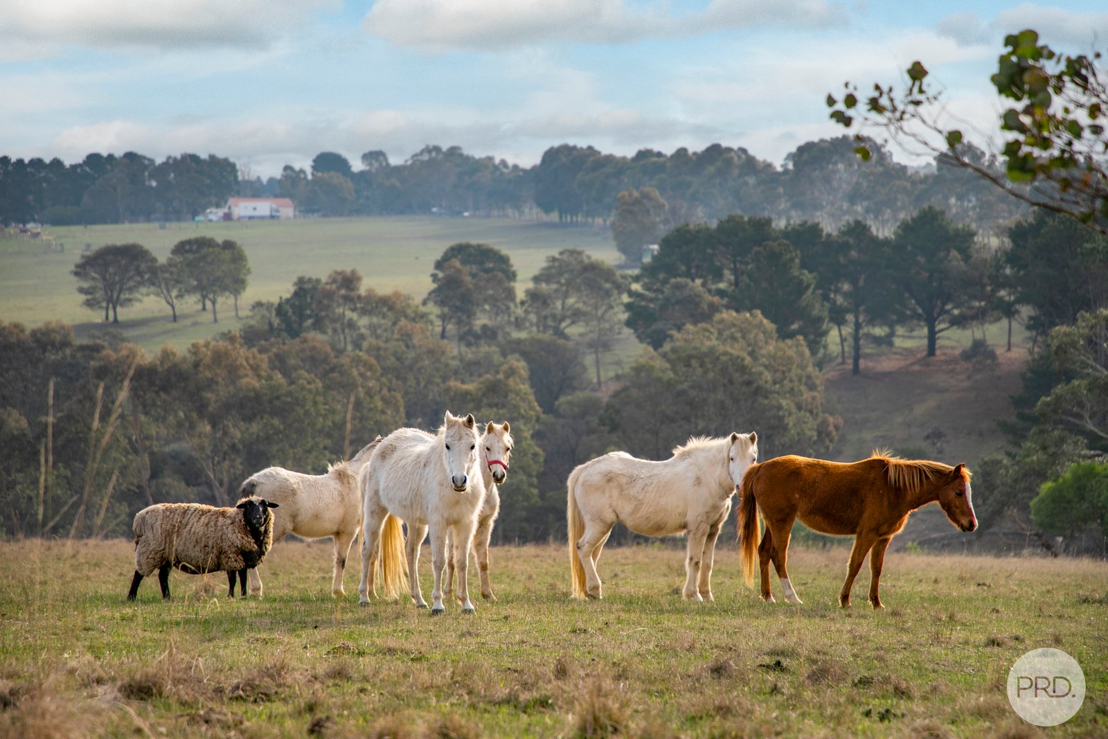 21 Russells Road CORINDHAP 9