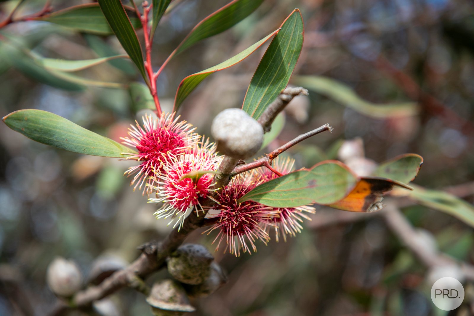 21 Russells Road CORINDHAP 11