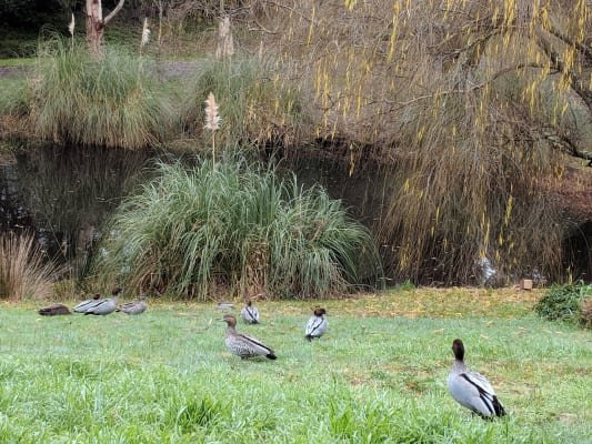 210A Sim Street (The Cottage)  BLACK HILL 12