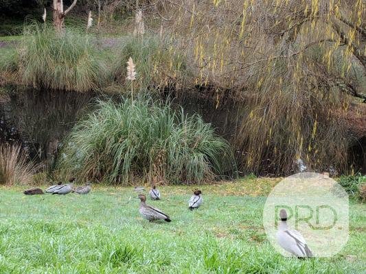 210A Sim Street (The Cottage)  BLACK HILL 12