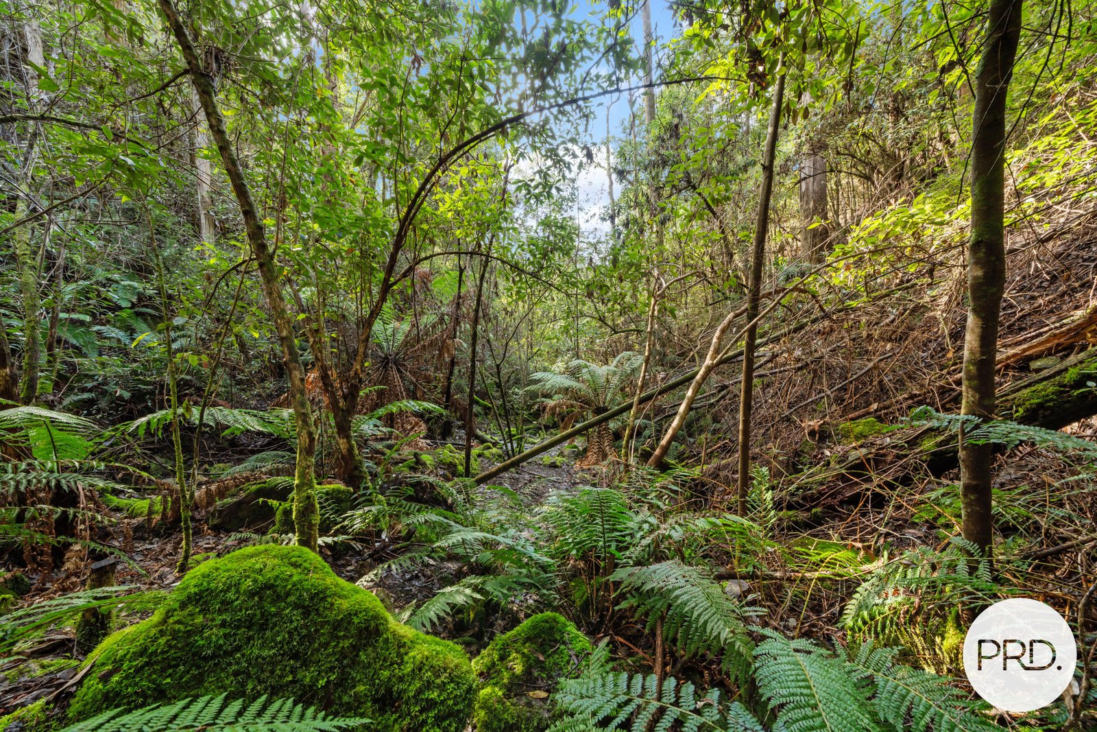 212 Lower Swamp Road LACHLAN 12