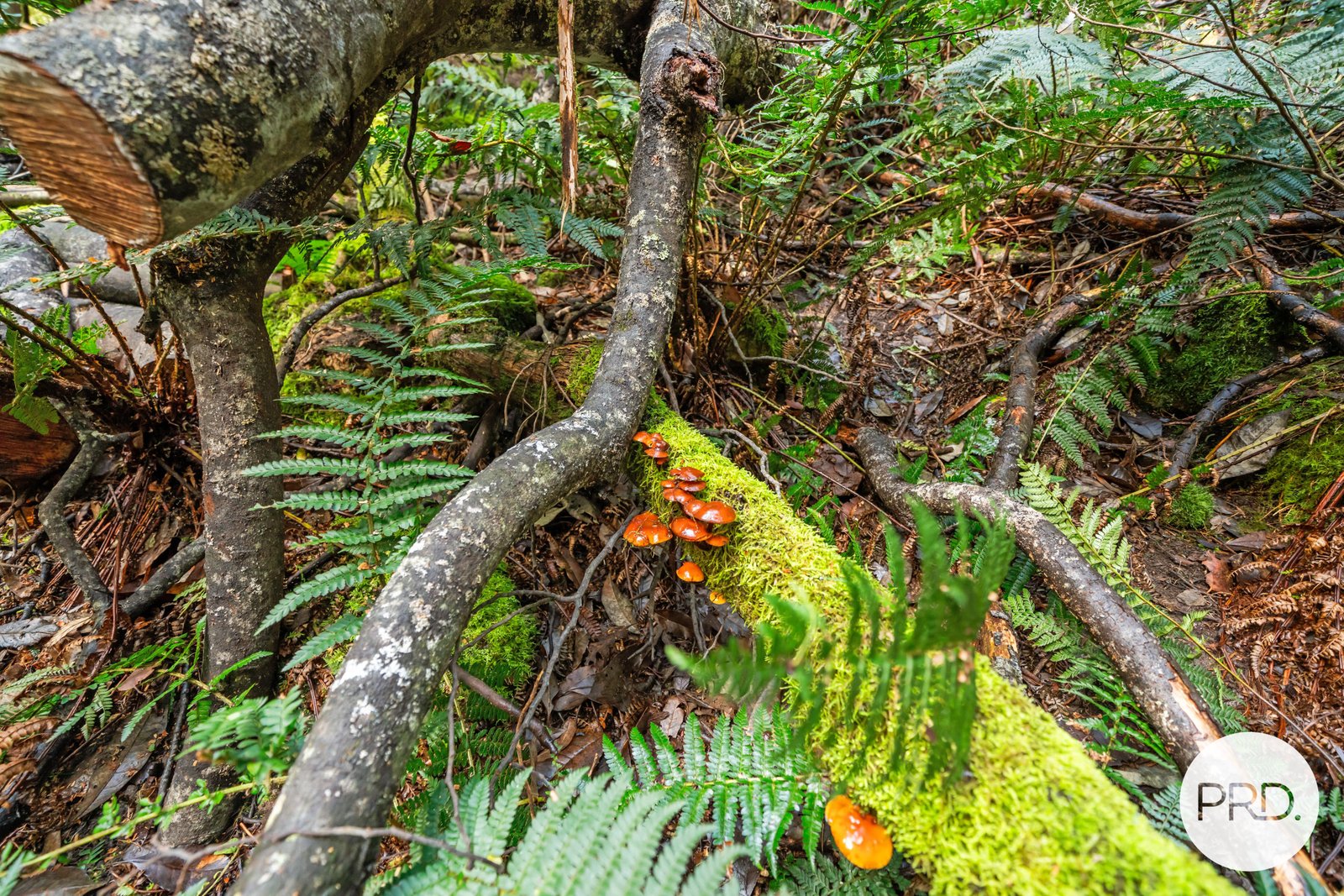 212 Lower Swamp Road LACHLAN 16