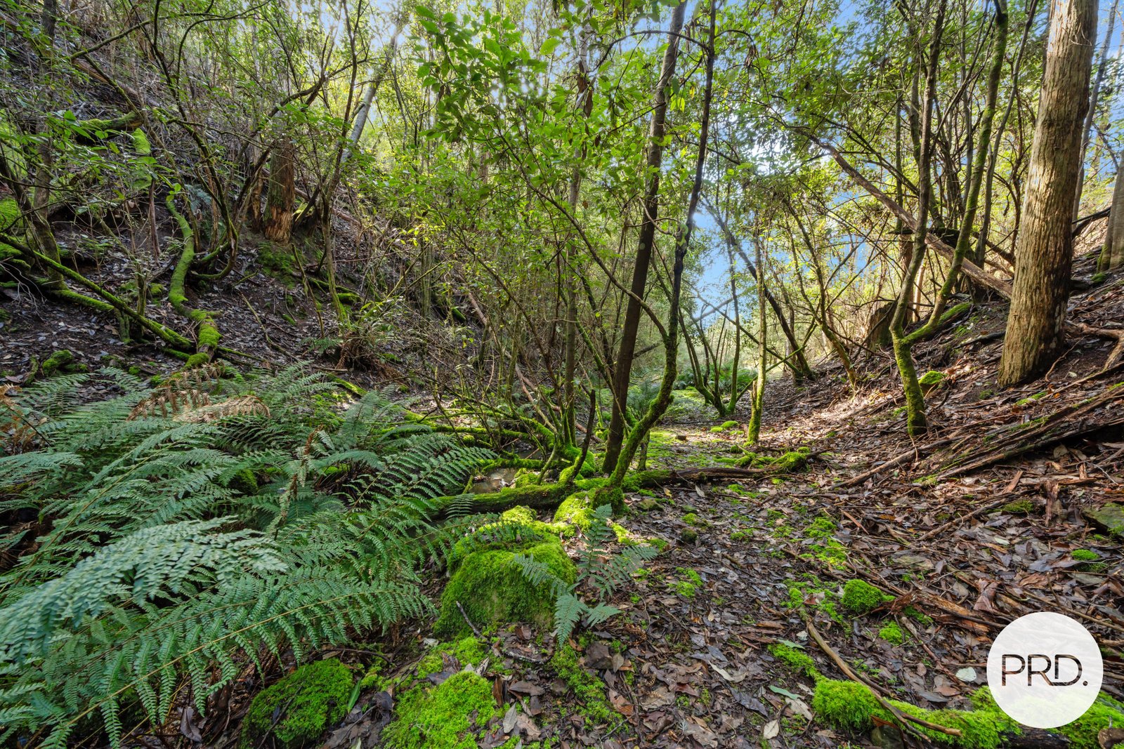 212 Lower Swamp Road LACHLAN 18