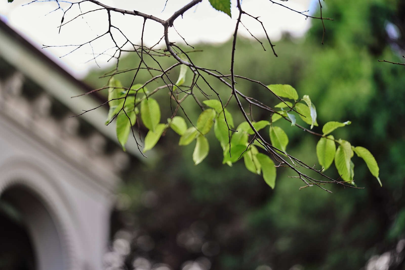 22 Amery Street, Ashburton, 3147