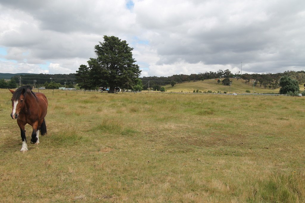 22 Careys Road SCARSDALE 9