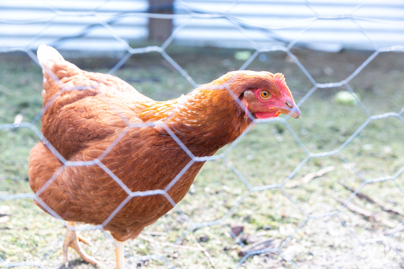 22 Lyons Street SKIPTON 12