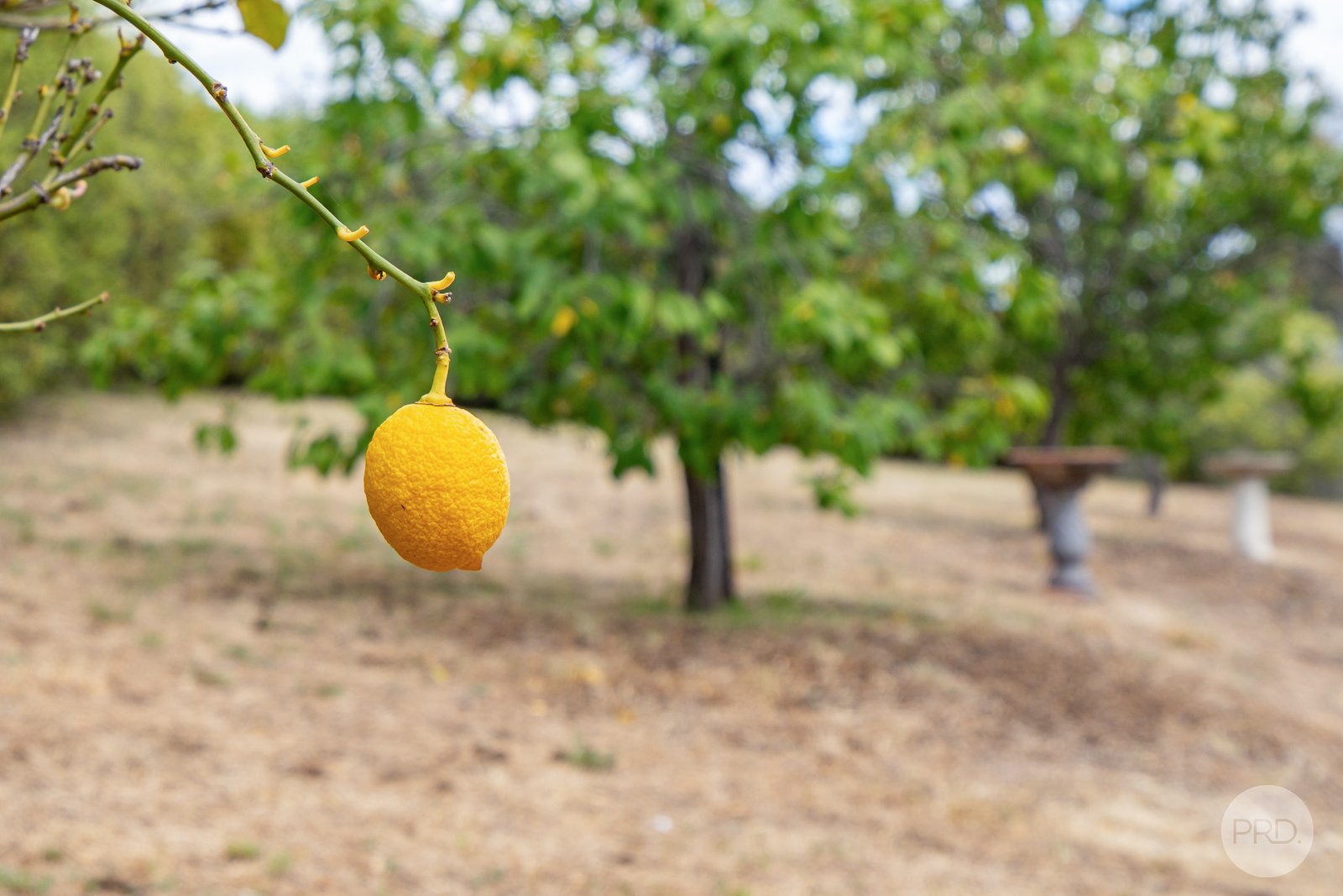 22 Sadri Court NEW NORFOLK 19