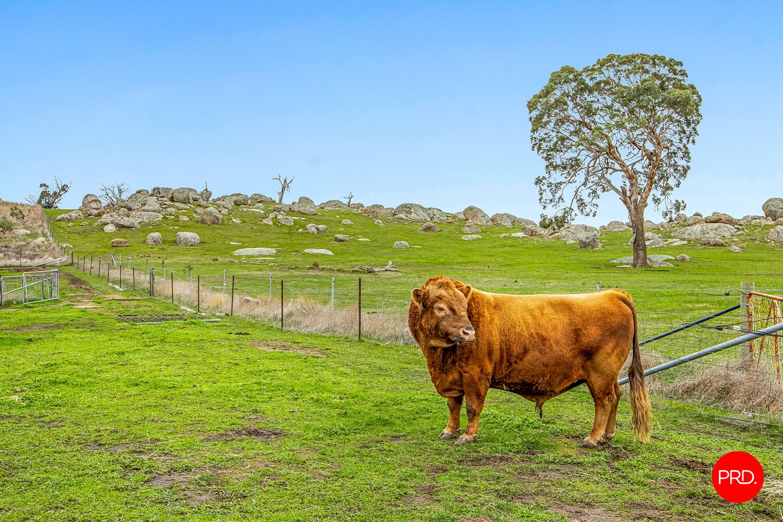 225 Moores Lane PYALONG 19