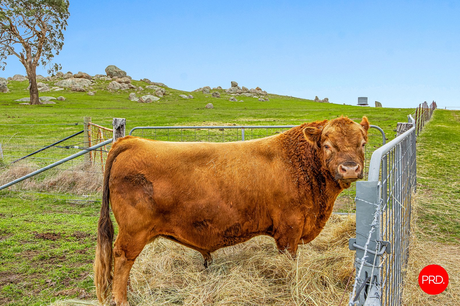 225 Moores Lane PYALONG 18