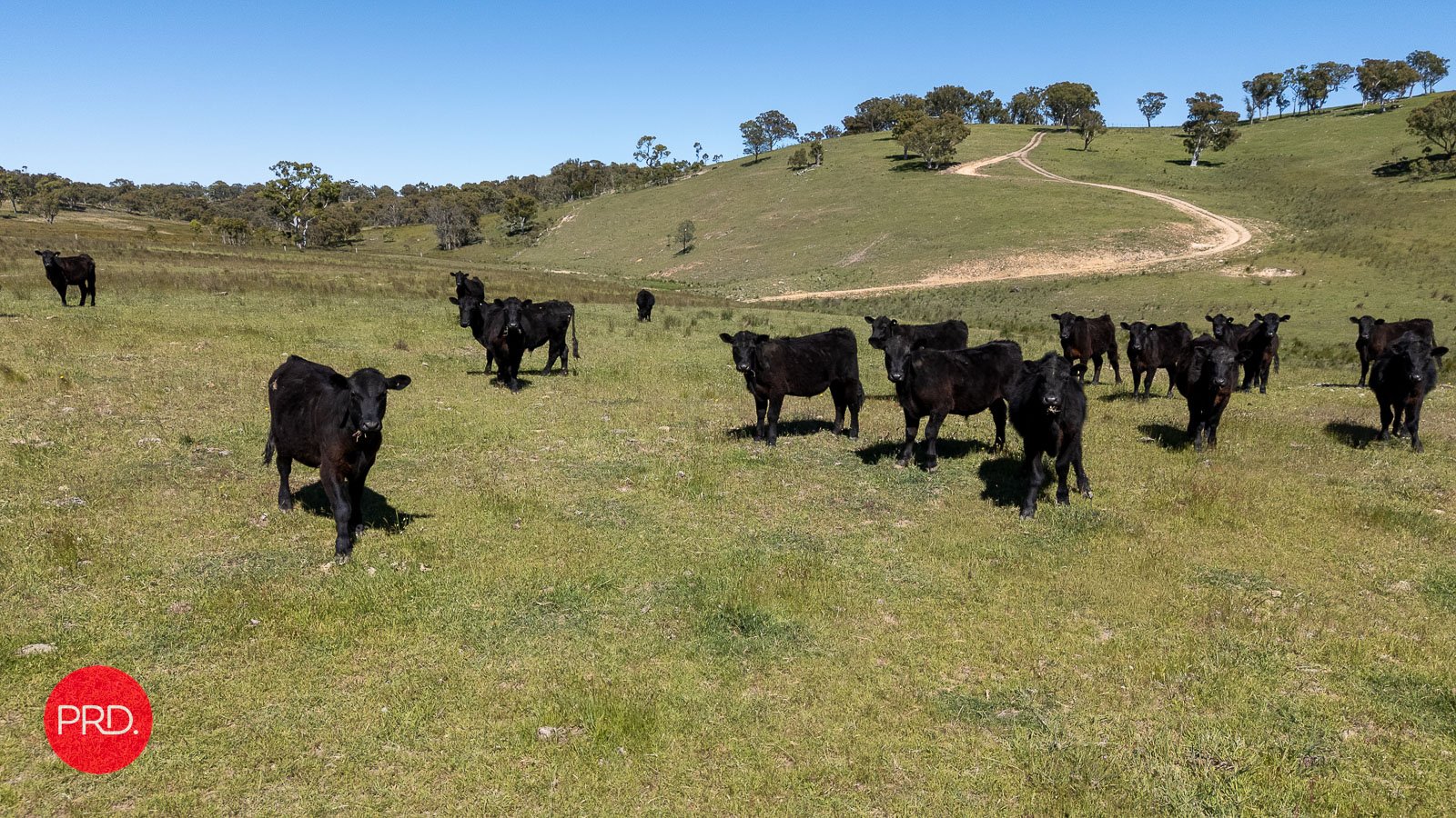 2287 Bungendore Road TARAGO 20