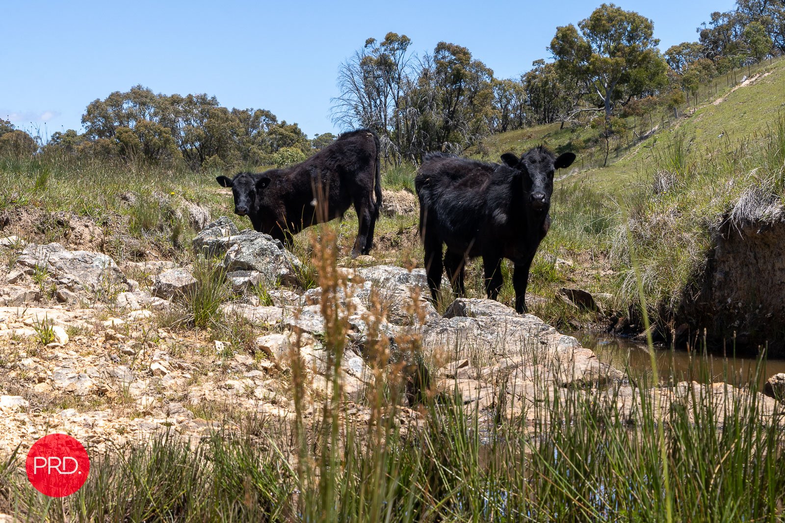 2287 Bungendore Road TARAGO 26