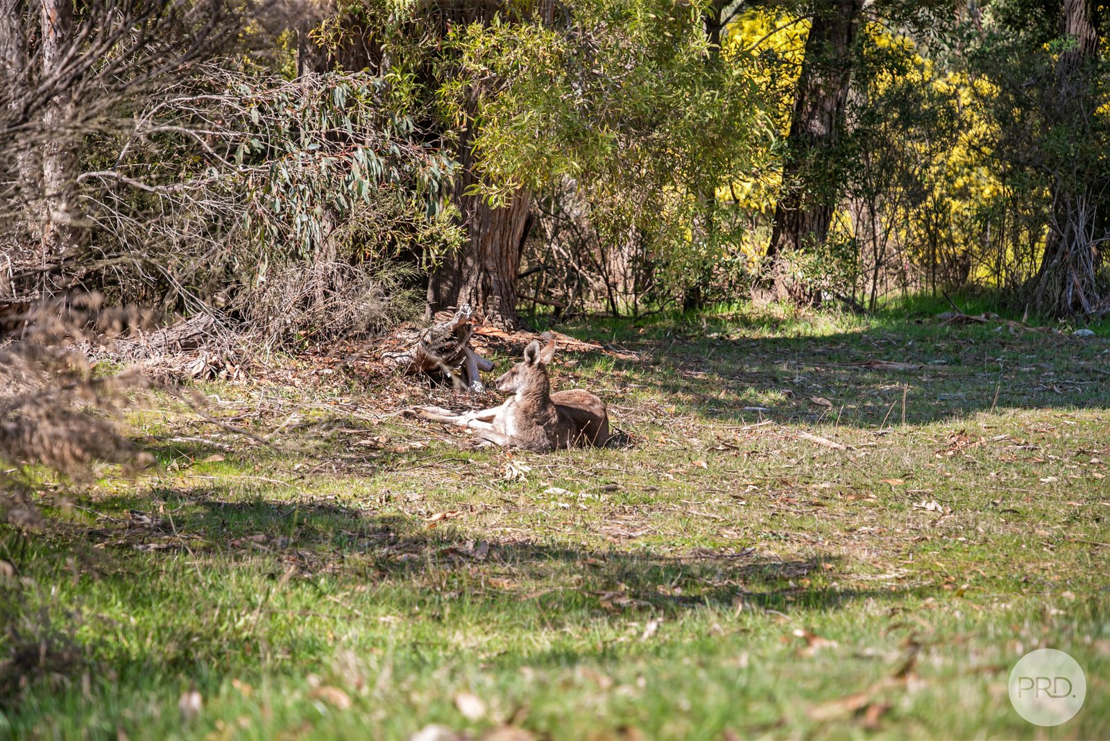 2/3 Hickory Lane CRESWICK 11