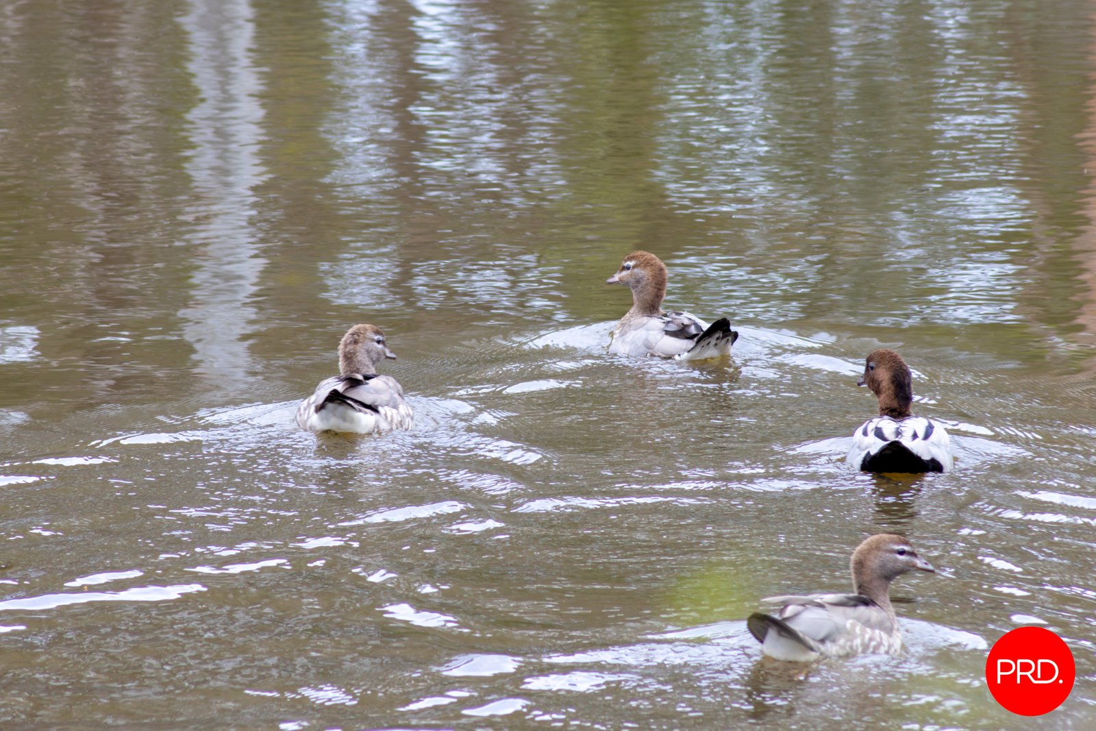 23 Strawhorn Court KYNETON 17