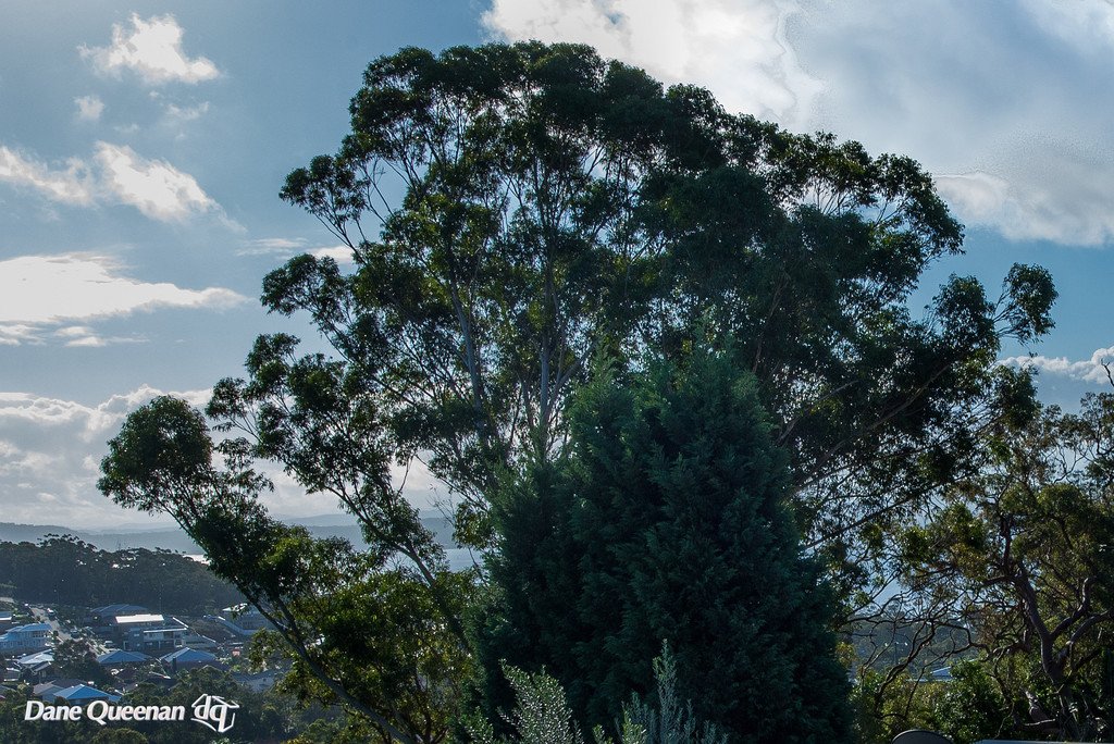 23 Tingara Road NELSON BAY 13