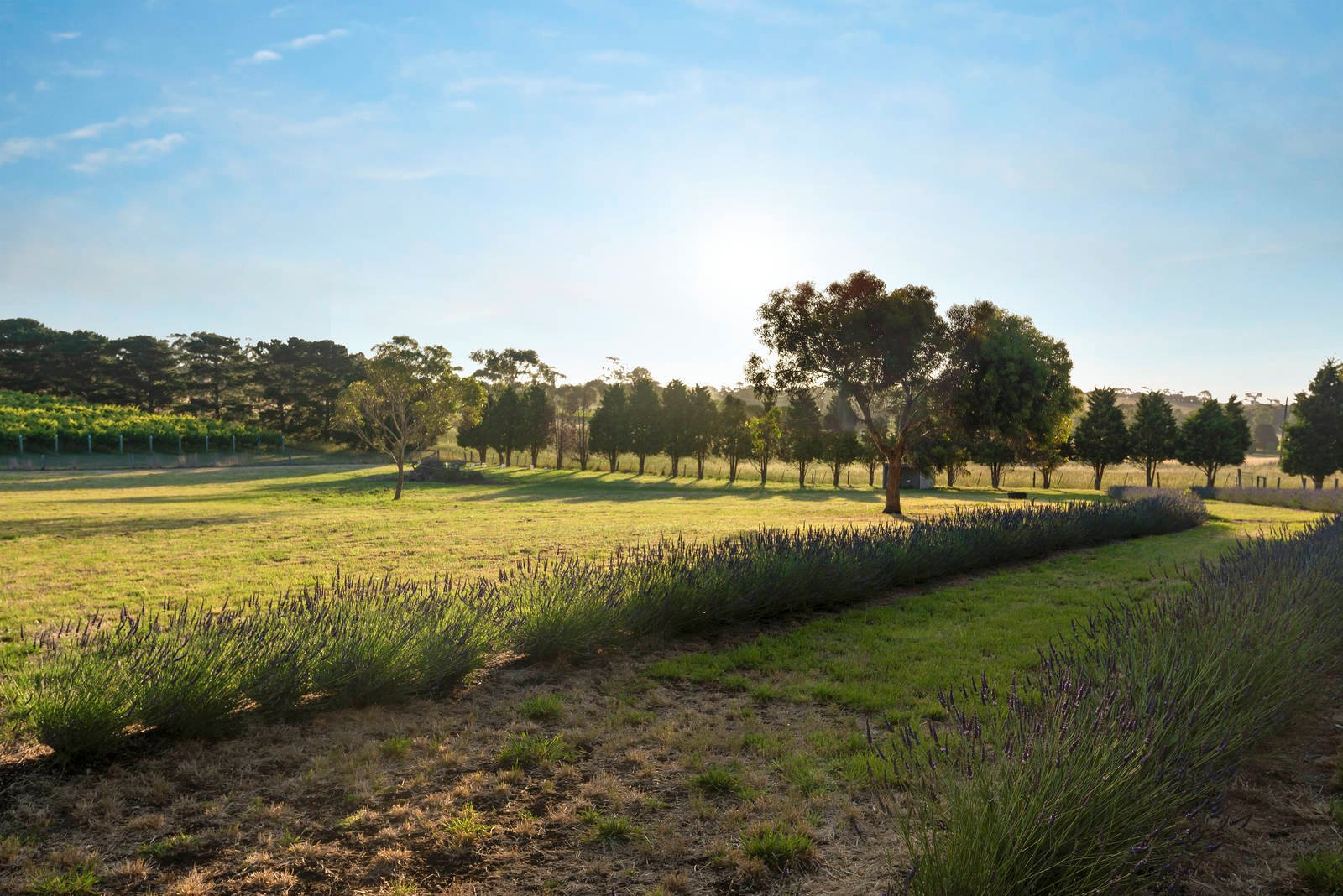 Real Estate and Property in 2312-2320 Portarlington Road, Bellarine, VIC