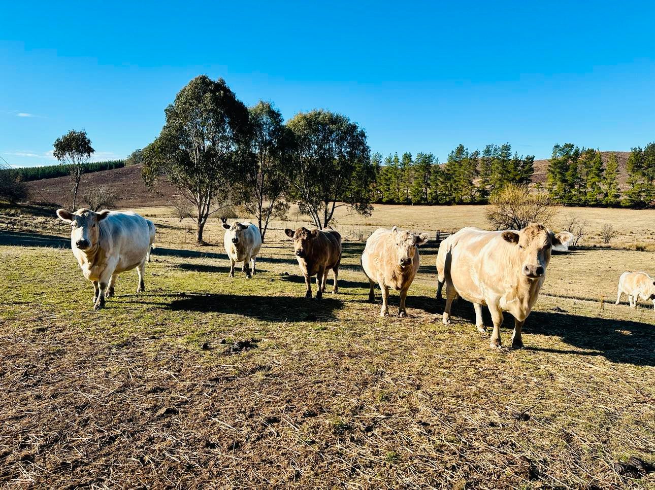 233 Logans Road TUMBARUMBA 17