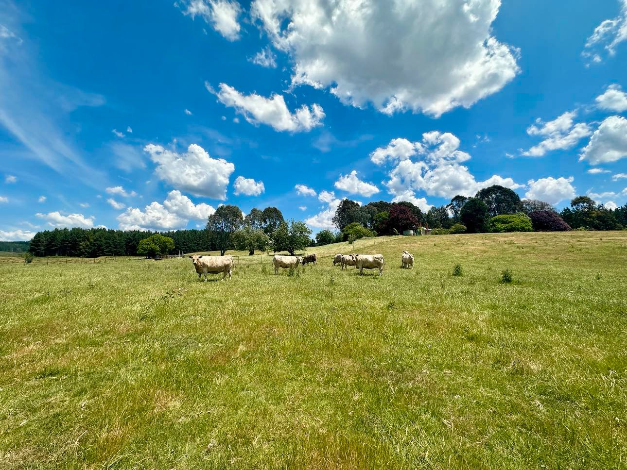233 Logans Road TUMBARUMBA 18