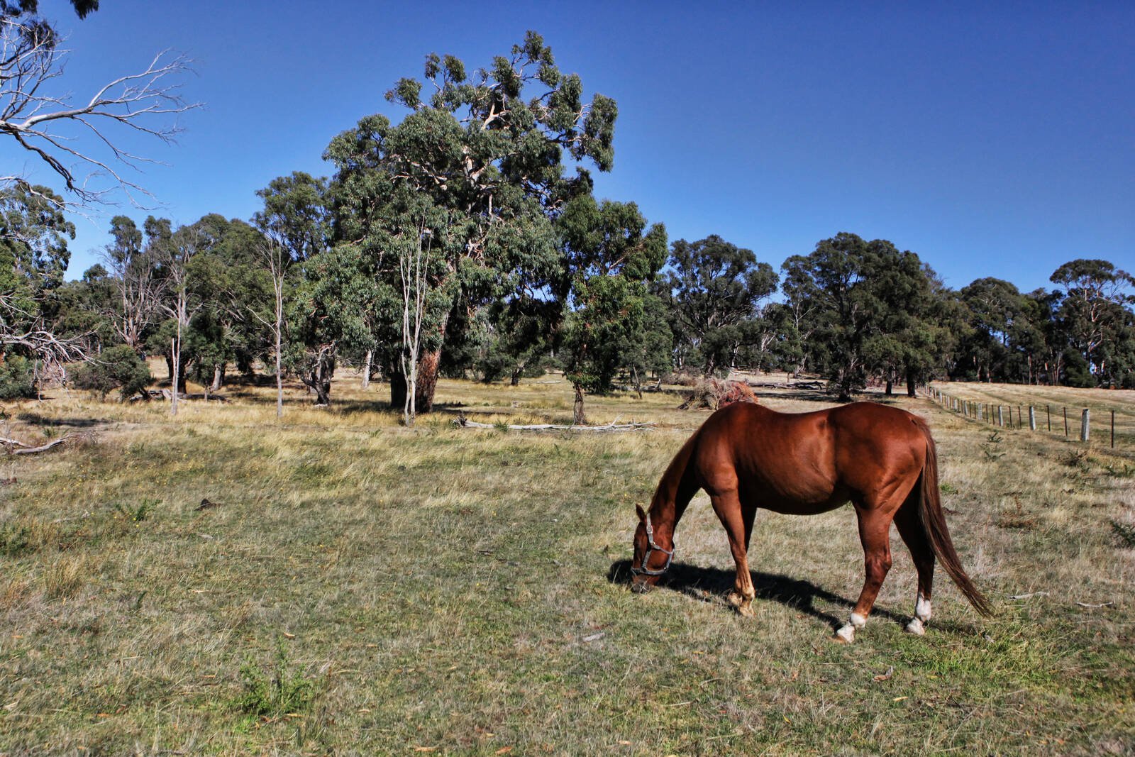 Real Estate and Property in 236 Portwines Road, Lauriston, VIC