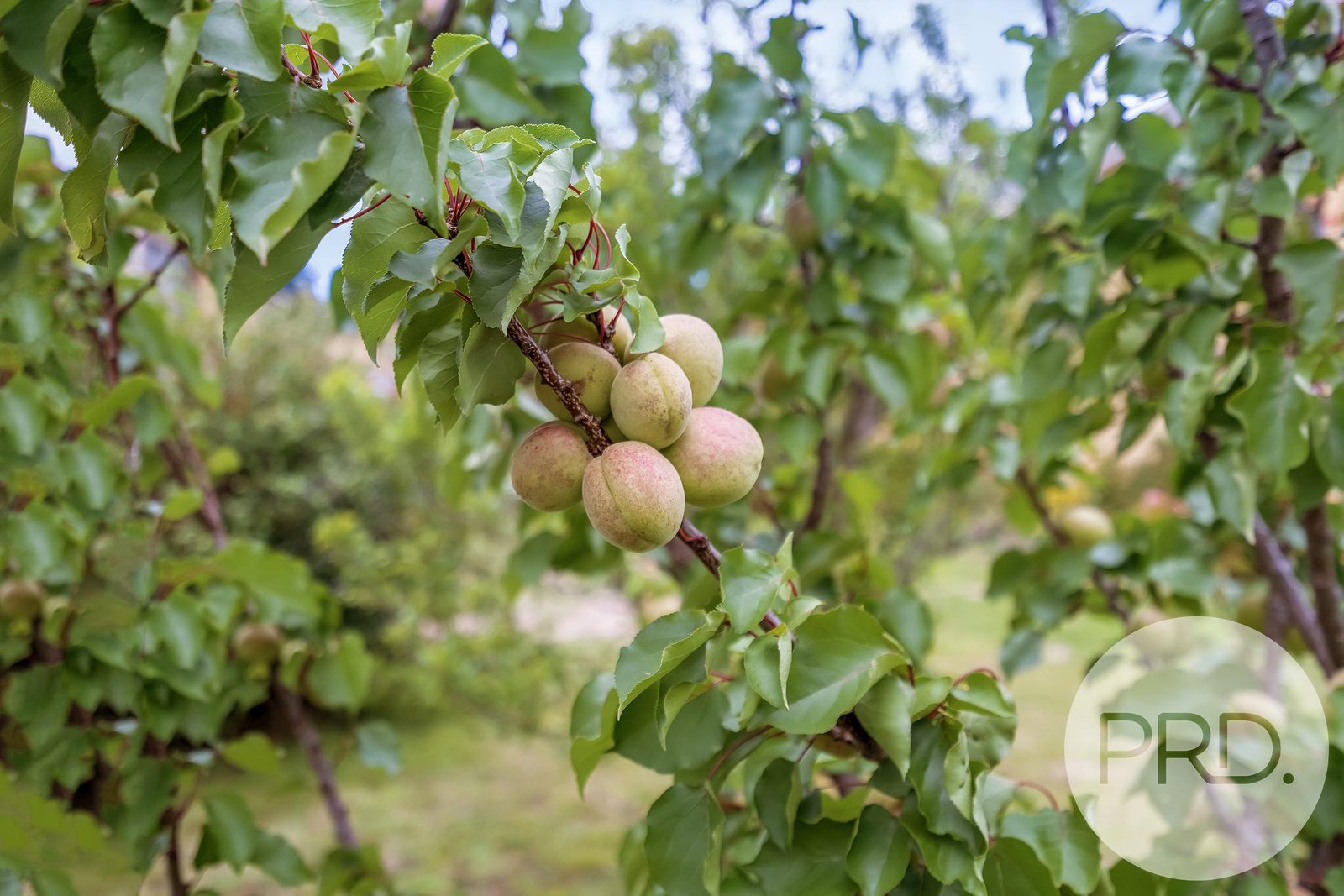 24 Inkerman Street TRIABUNNA 17