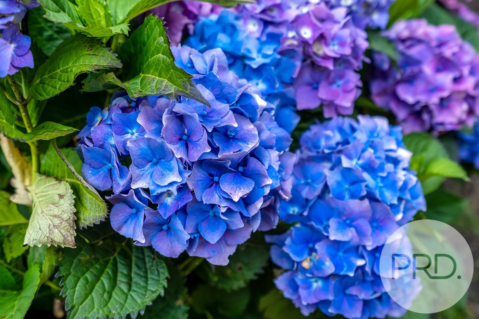 24 Inkerman Street TRIABUNNA 18