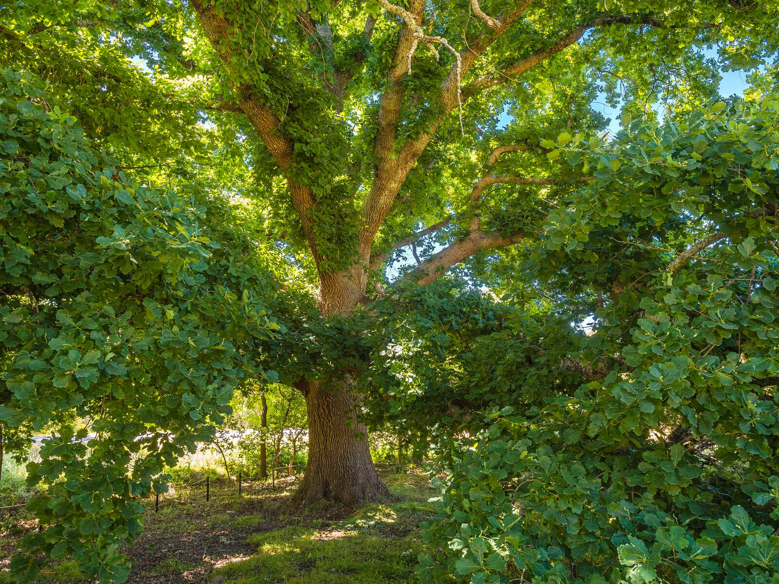 Real Estate and Property in 24 Shepherd Hill Road, Lauriston, VIC