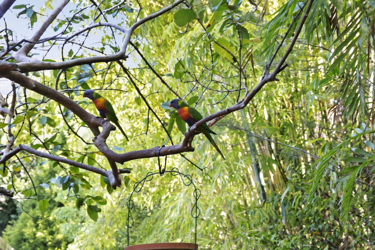 24 Wisteria Court Tallebudgera Valley 23