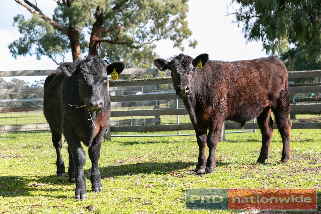 249 Stockyard Hill Road & Farleys Lane BEAUFORT 20