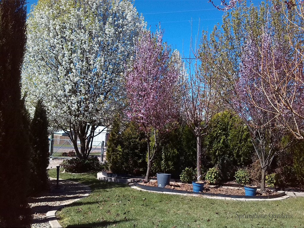 25 Carabost Street TUMBARUMBA 20