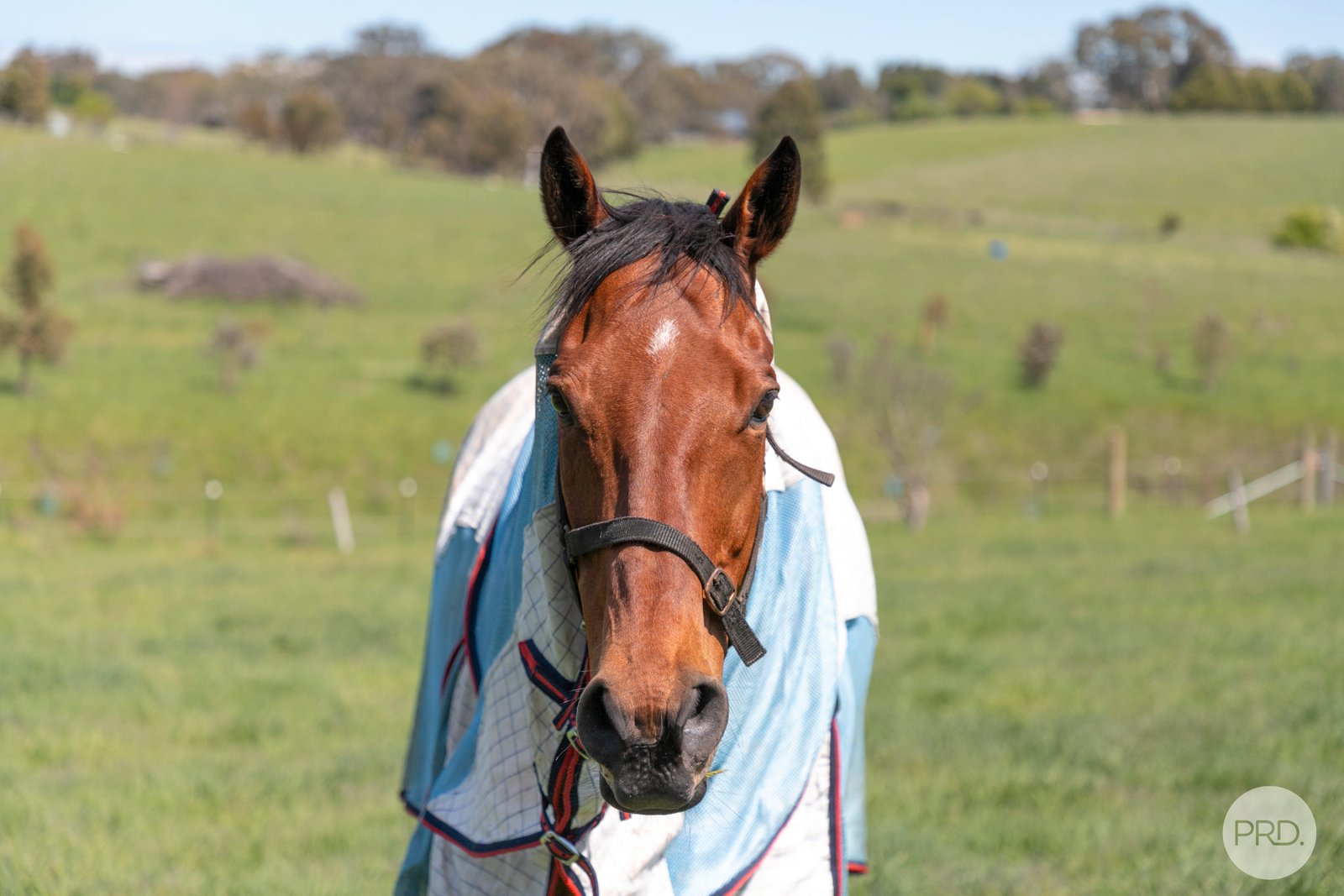 25 Consols Court CLUNES 13