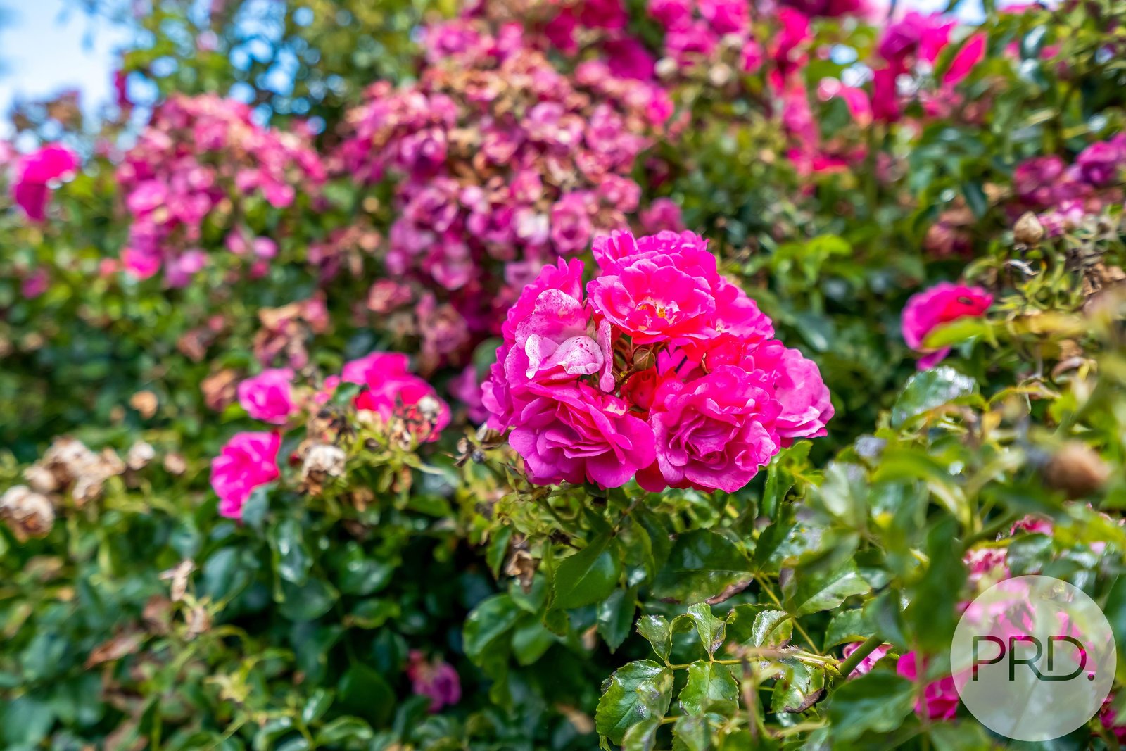 25 Meath Avenue TAROONA 31