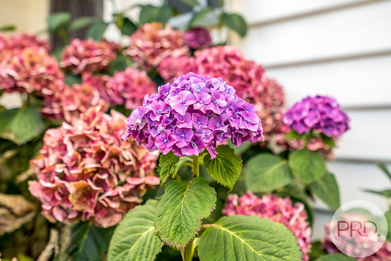 25 Meath Avenue TAROONA 32