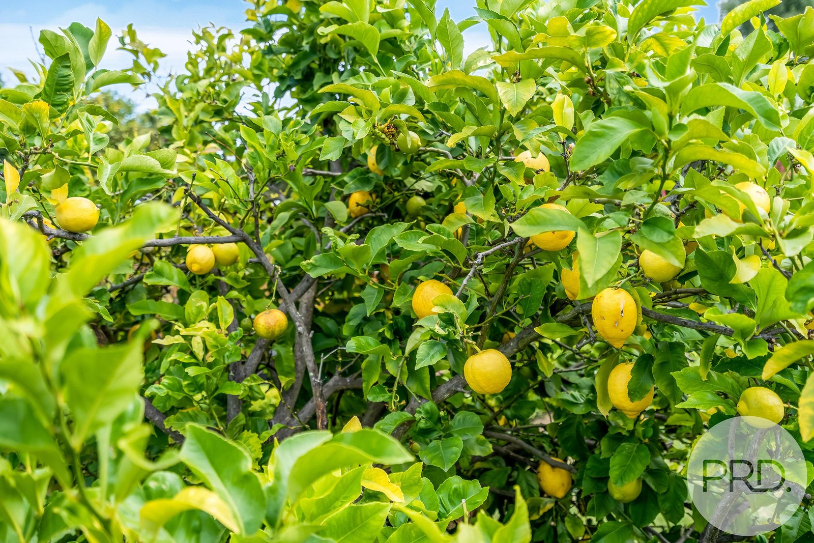 25 Meath Avenue TAROONA 33