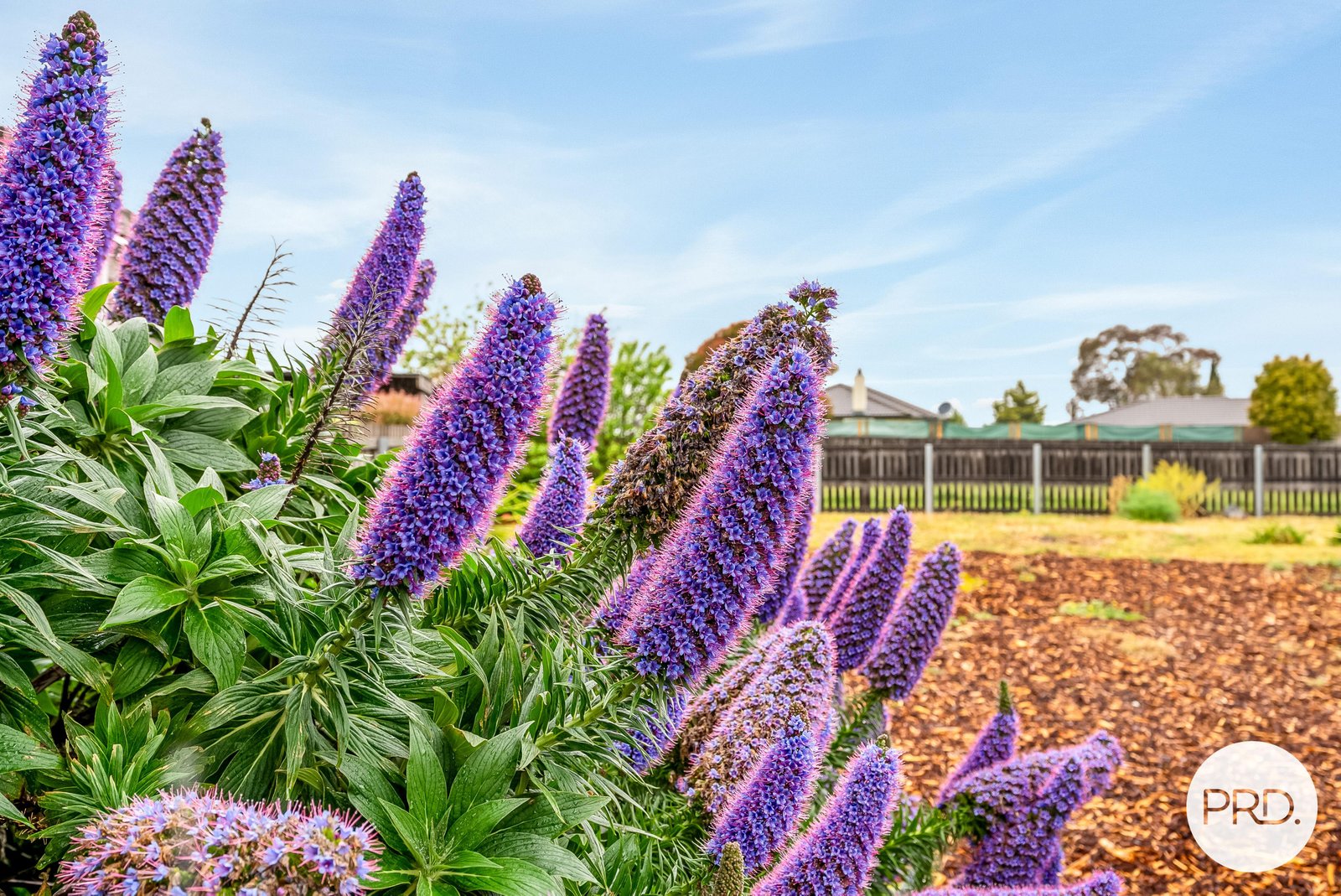 25 Saladin Circle CLARENDON VALE 16