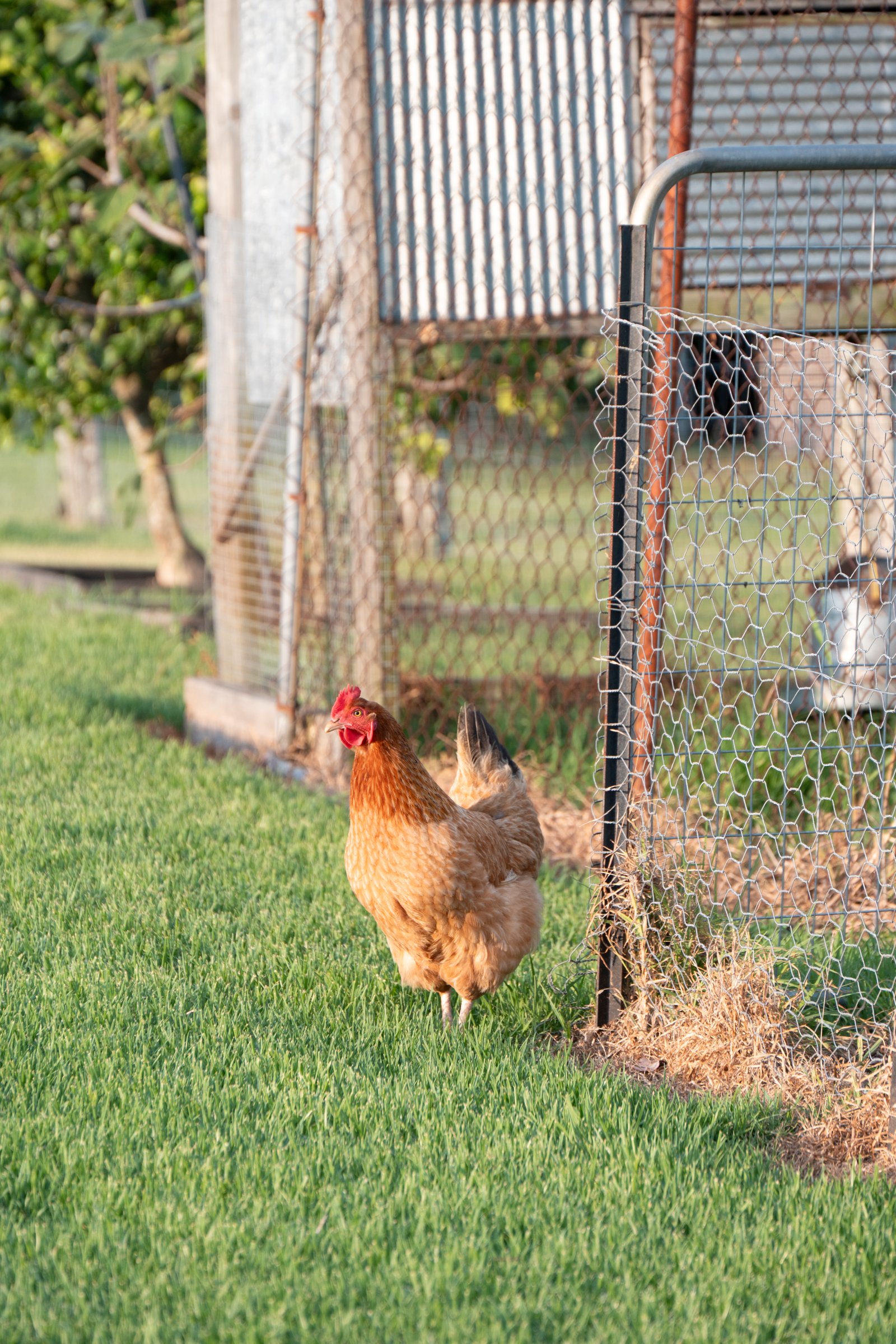 25 Swan Street HINTON 31