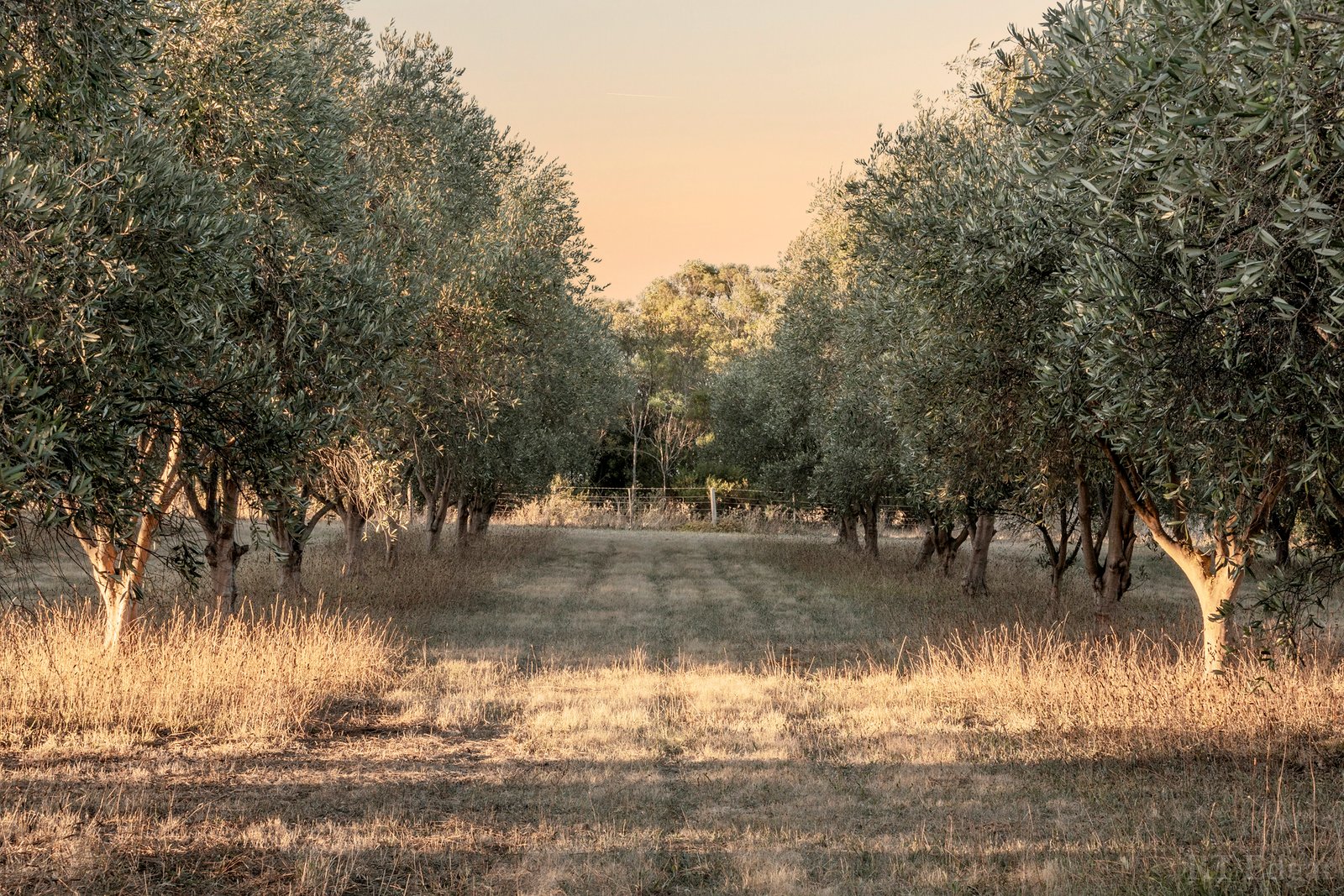 Real Estate and Property in 251-259 Clifton Avenue, Leopold, VIC