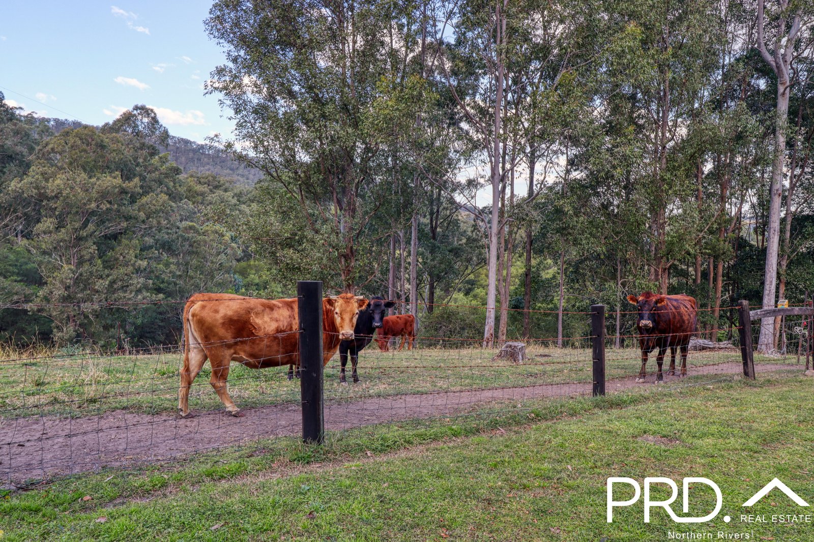 259 Smiths Creek Road KYOGLE 9