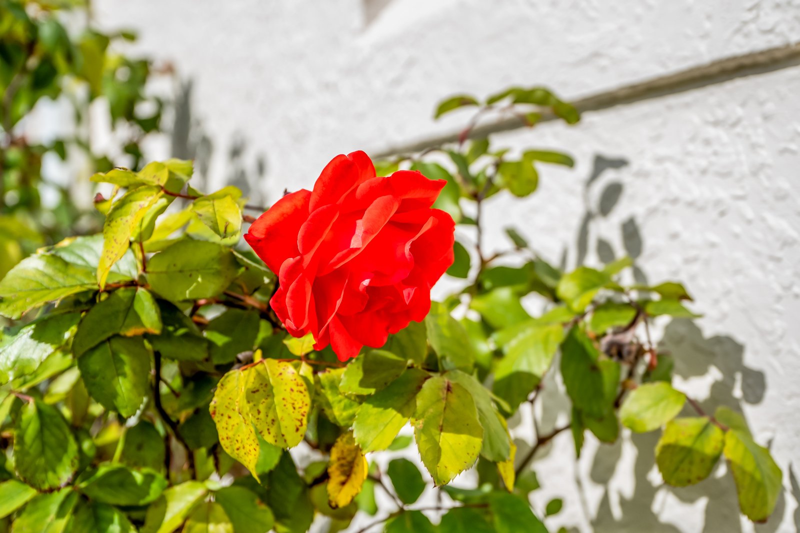 2/6 Lissadell Court NEW TOWN 14