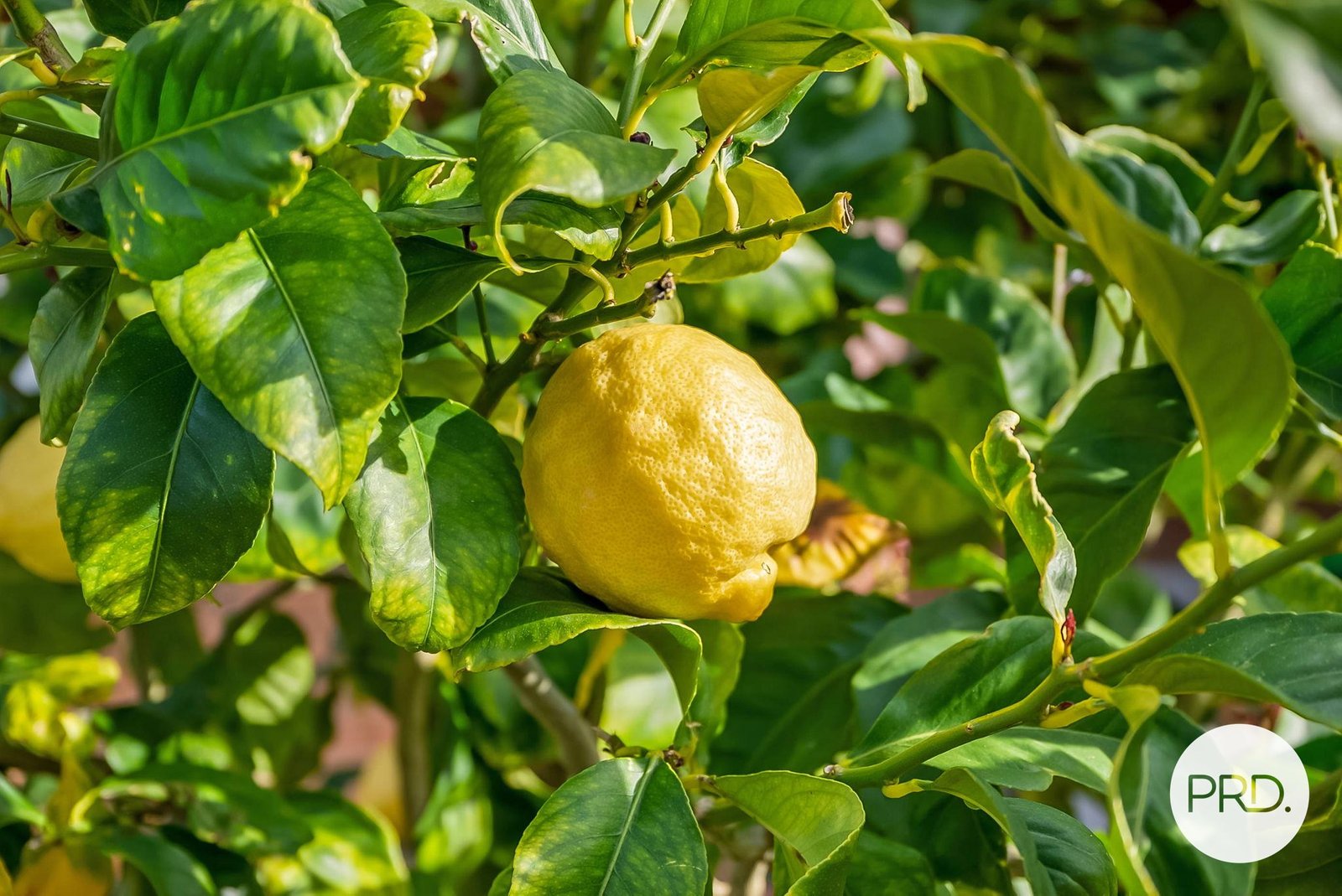 26 Third Avenue MIDWAY POINT 20