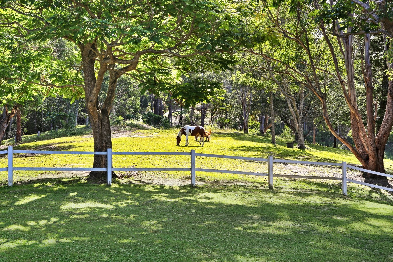 266 Tallebudgera Creek Road TALLEBUDGERA VALLEY 5