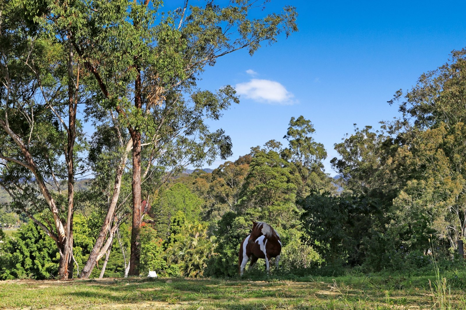 266 Tallebudgera Creek Road TALLEBUDGERA VALLEY 23