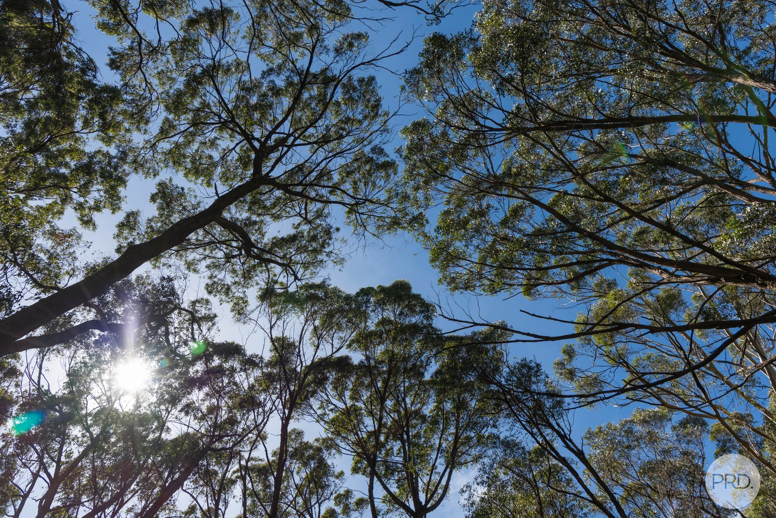 266 Treweeks Road BLAMPIED 9