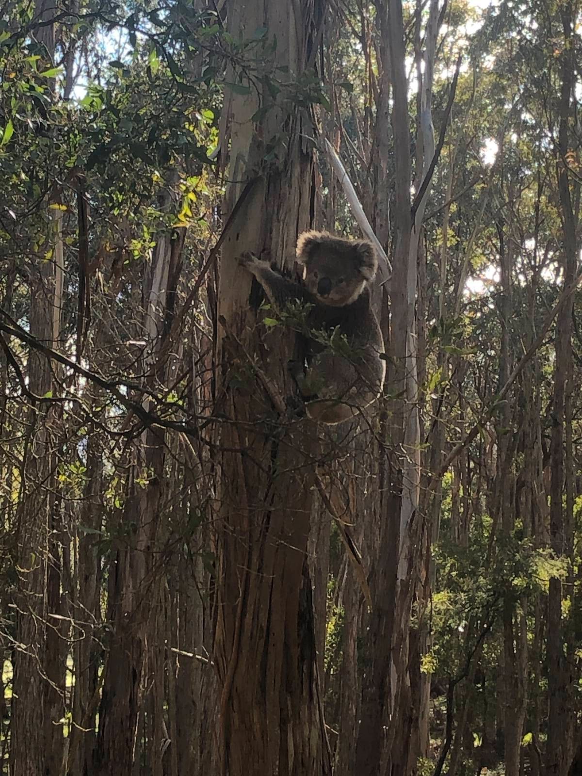 Real Estate and Property in 269 Canning Park Road, Woodend, VIC