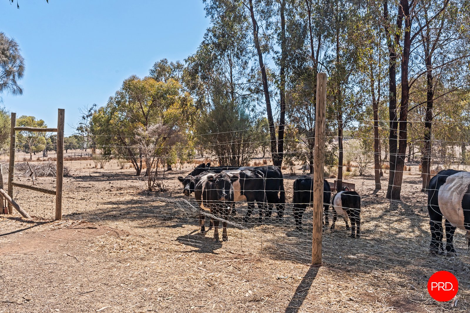 28 Candlebark Court LONGLEA 19