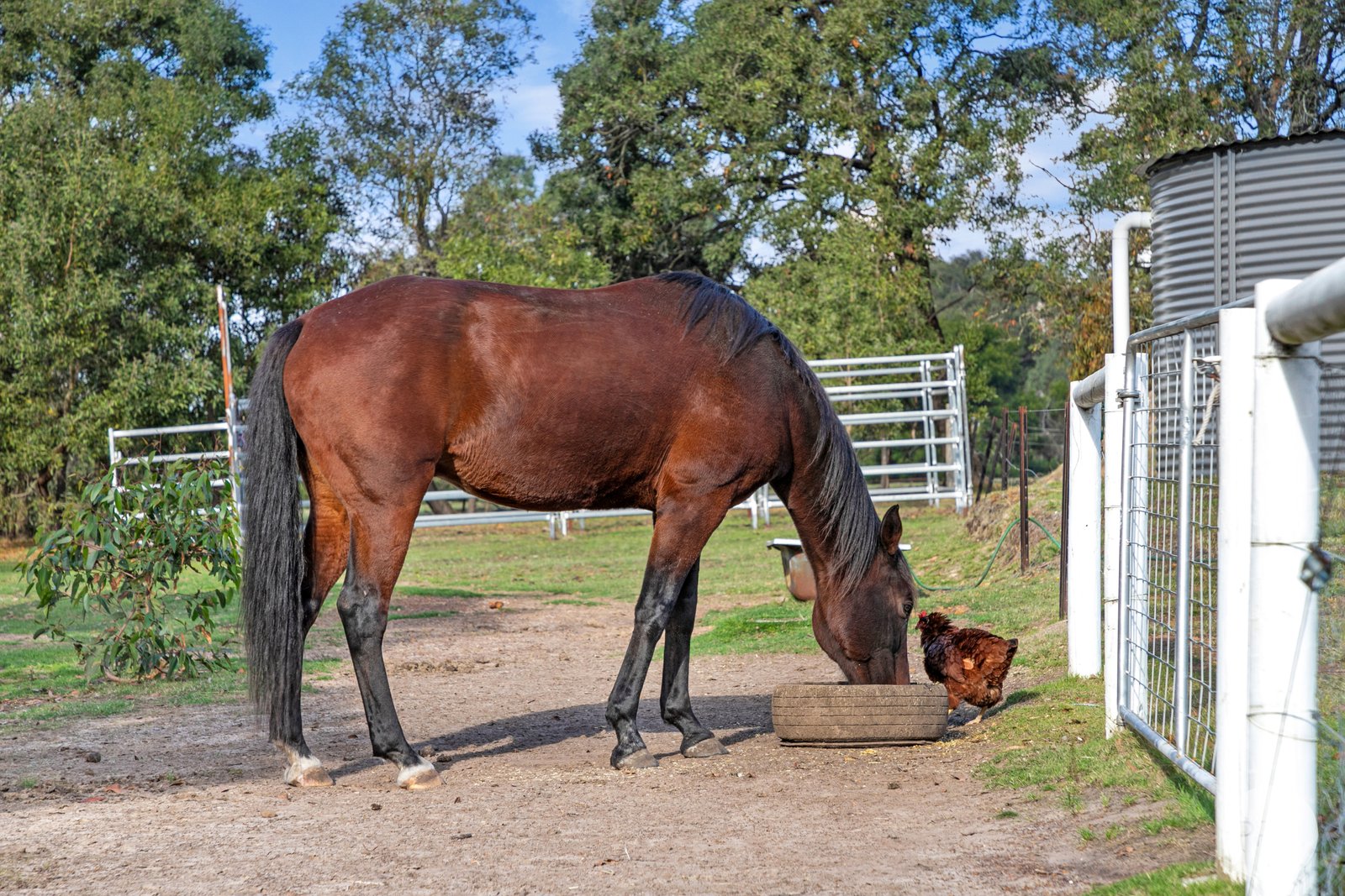 285 Tantaus Road DEREEL 20