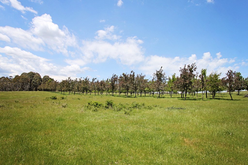 287 Willigobung Road TUMBARUMBA 21