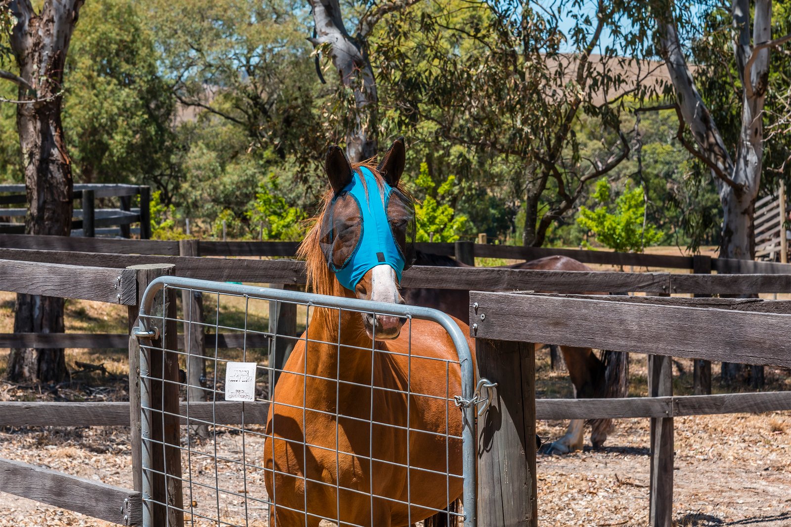 Real Estate and Property in 29 Lowden Close, Goldie, VIC