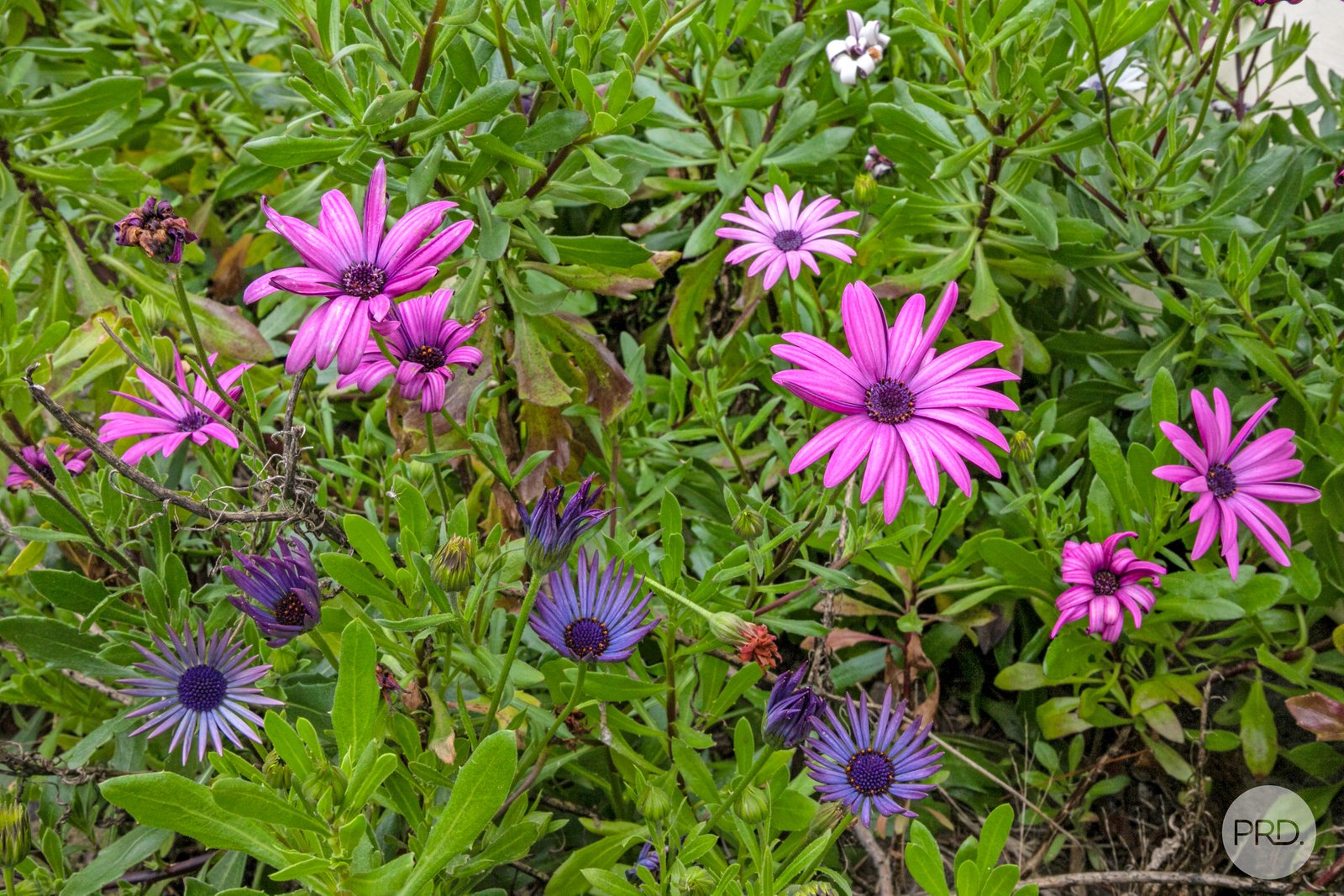 29 Lyons Street SKIPTON 15