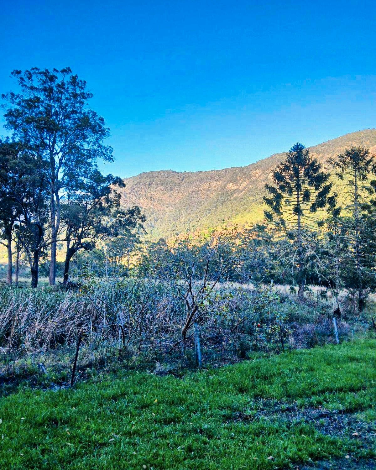 2941 Nerang Murwillumbah Road NATURAL BRIDGE 11