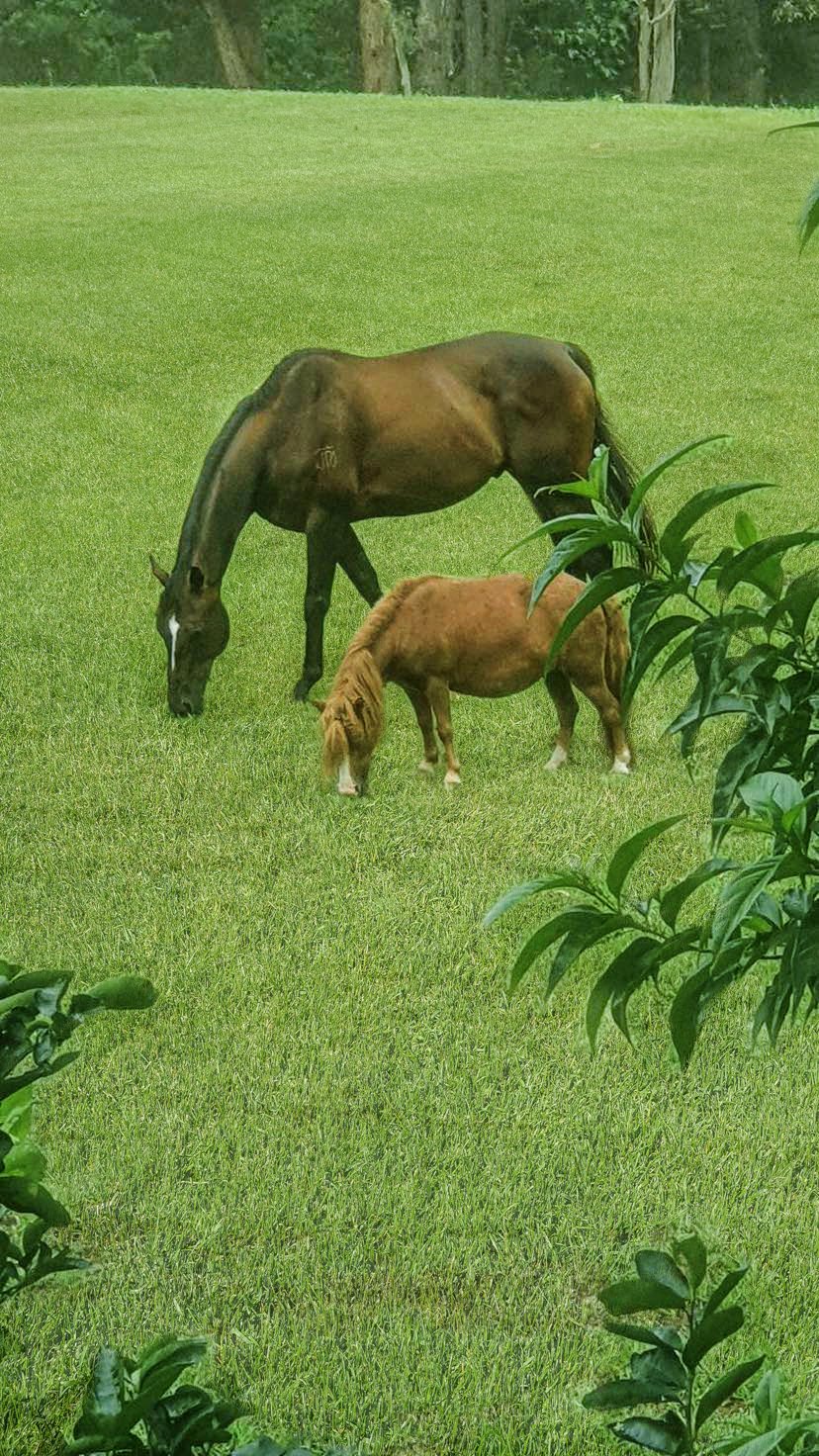 2941 Nerang Murwillumbah Road NATURAL BRIDGE 13