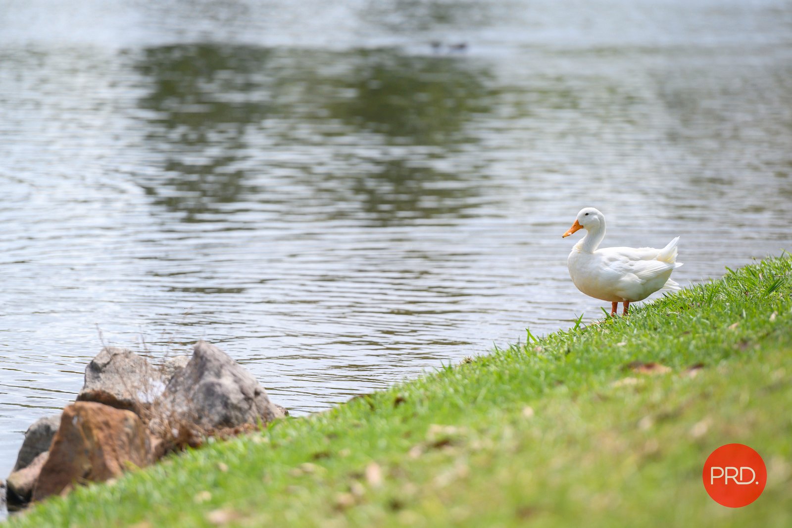 3 Barrington Close NORTH BOAMBEE VALLEY 23